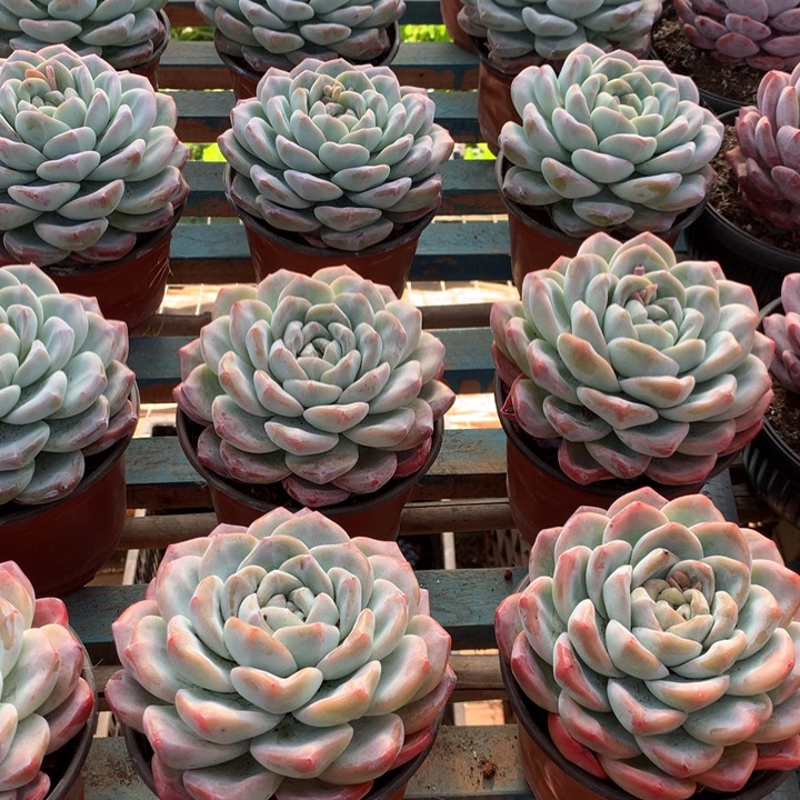 超大母本单头冰玉两单包邮