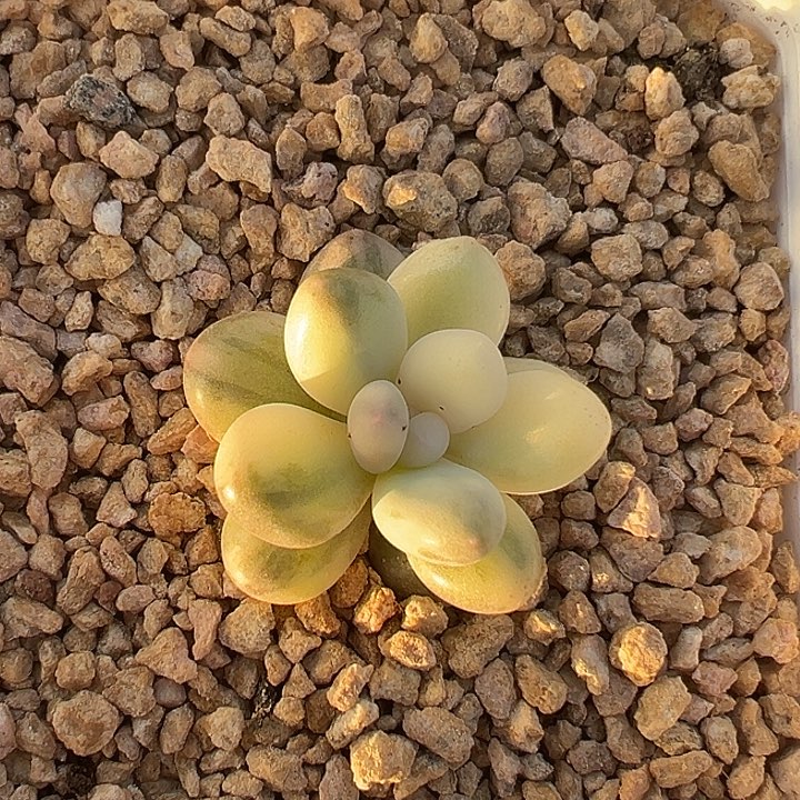 用***7拉丝奶酪锦多肉植物