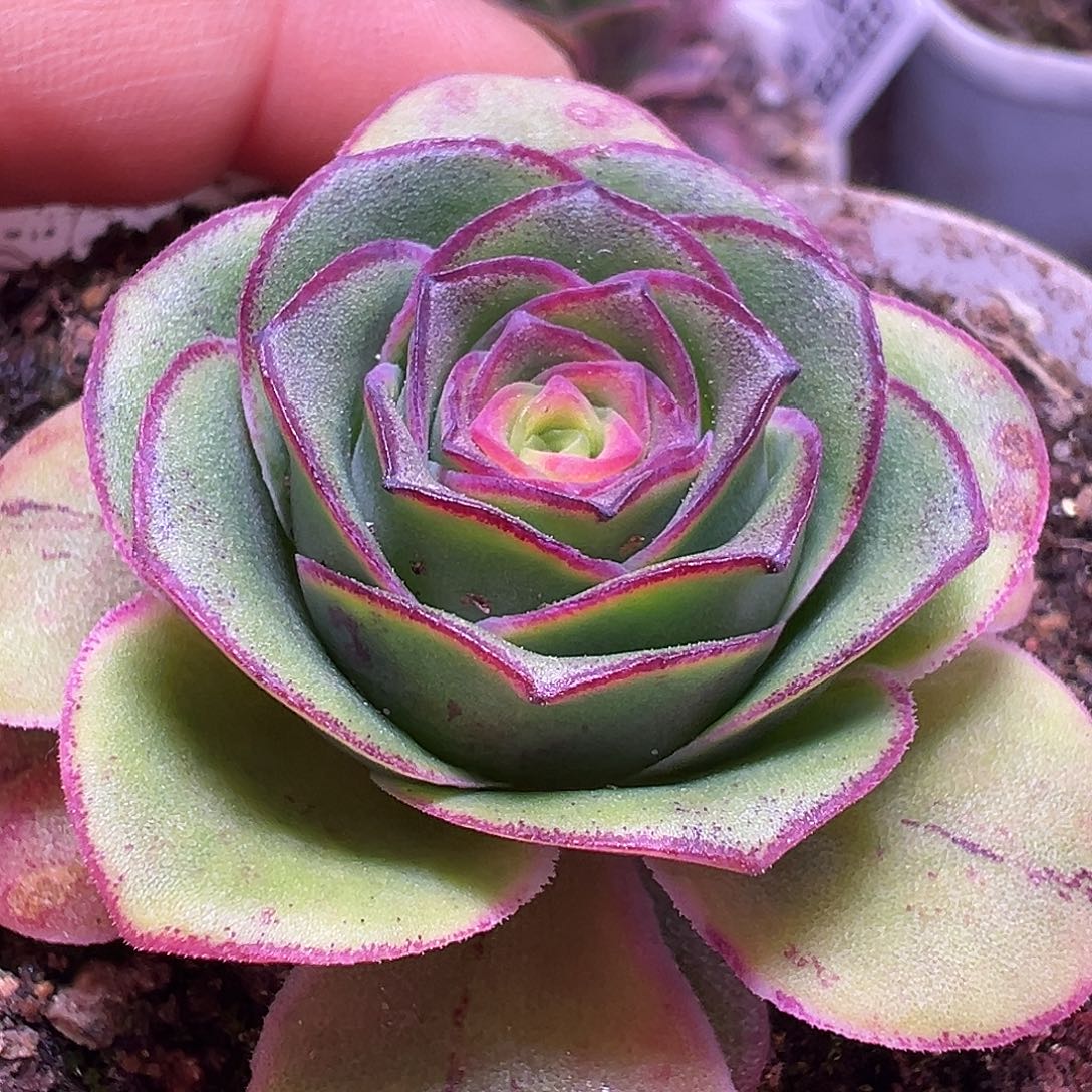 糖糖615 九黎龙舞 山地玫瑰