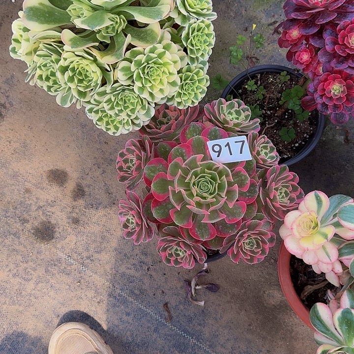 兔*?00000000000917女巫