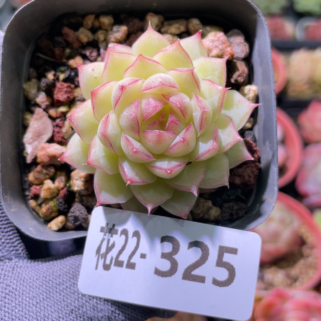 花利美22-325女王