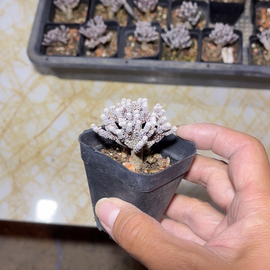 迷你牧师一物一拍