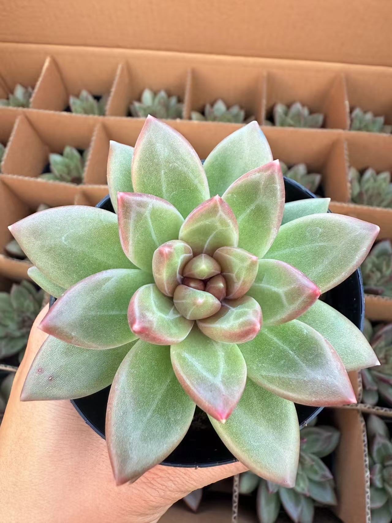 迷雾泡泡8公分左右　多肉满两单包邮