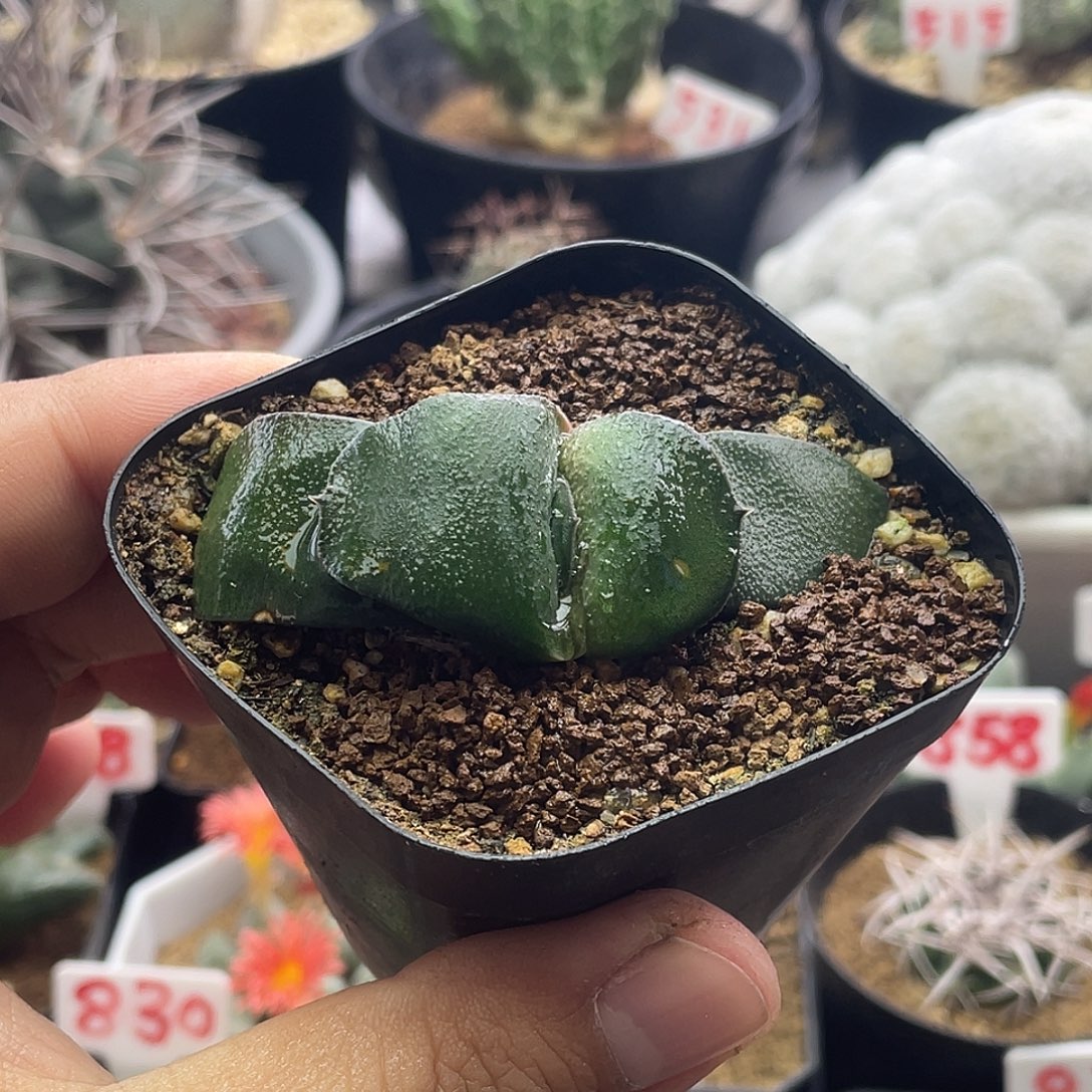 实生恐龙卧牛 带盆土包邮