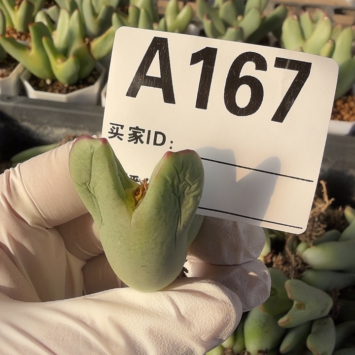 团***妈167。多肉植物的生长