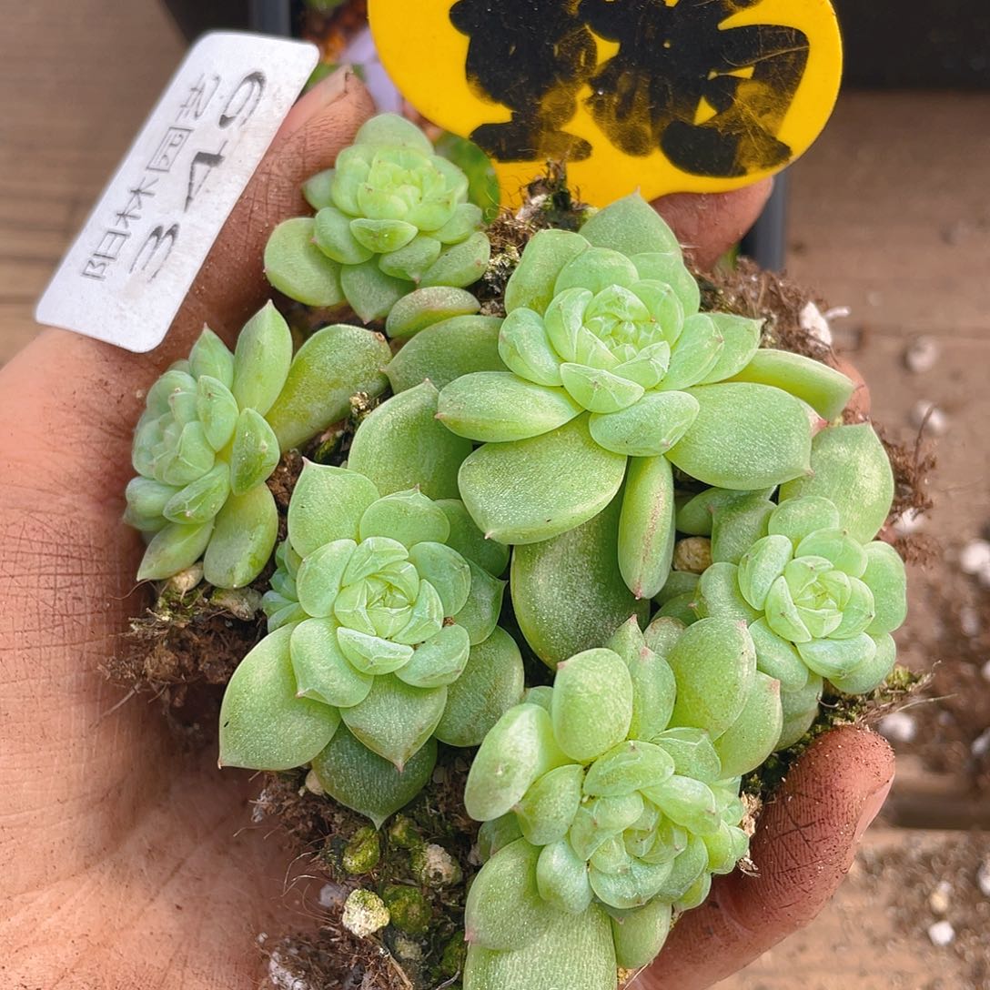 量拍多肉植物多肉植物349