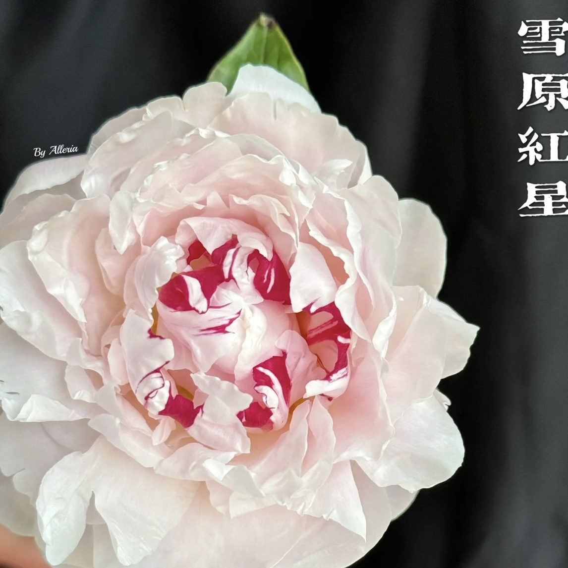 【雪原红星】重瓣大花芍药苗适合阳台庭院种植观赏