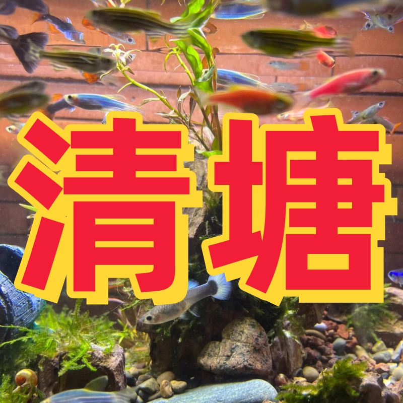 【清塘浮力】1号斑吗 2号天使 3号孔雀 都在这里