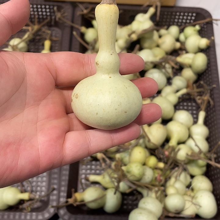 军***感谢各位大哥支持  青皮不保成