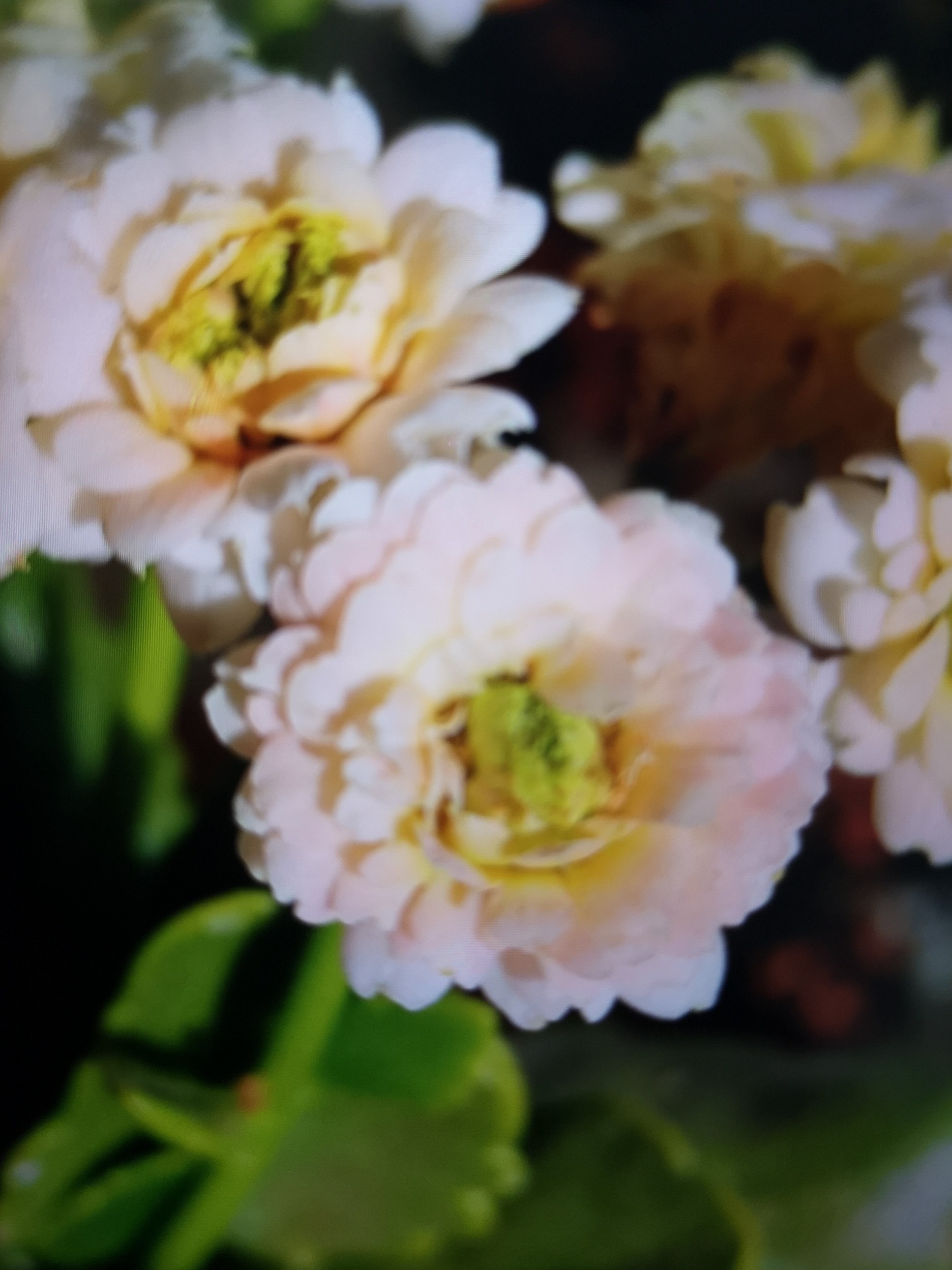 《梨霜》100盆长寿花