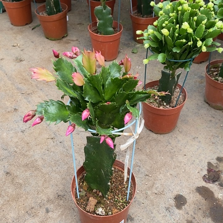 大部分花苞少量开放315嫁接083