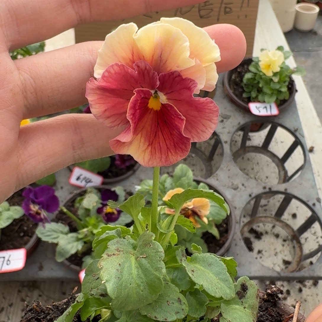 大部分花苞少量开放557