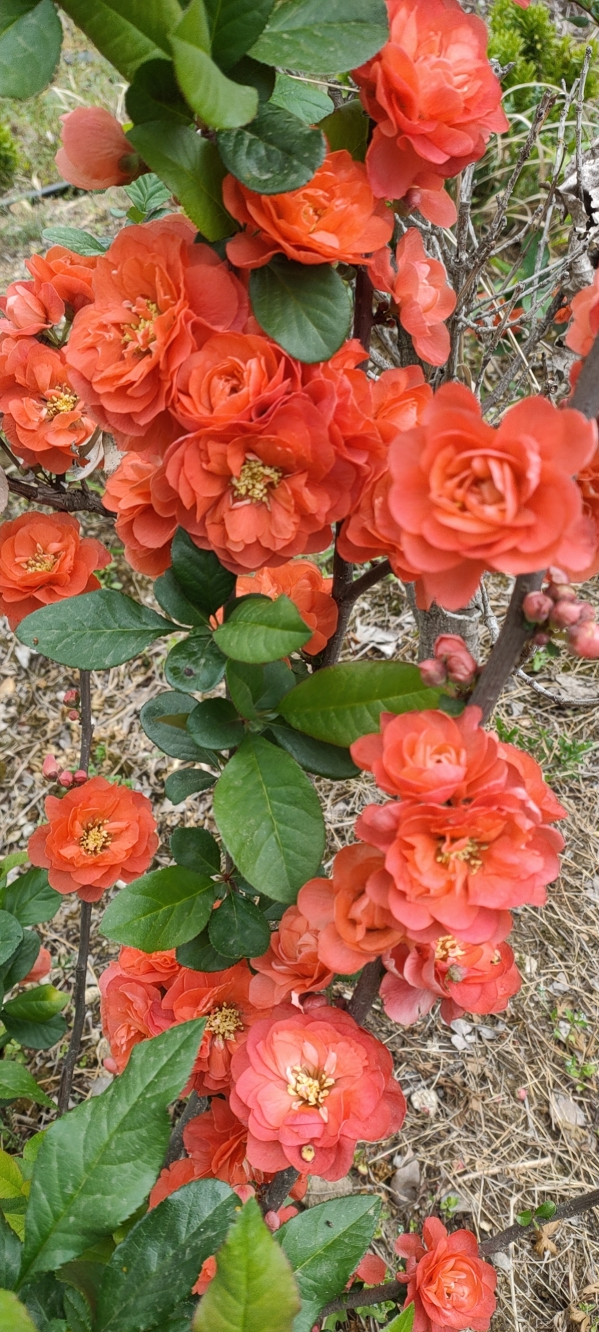 海棠花盆栽带花苞树苗老桩盆景庭院好养四季易活植物室内花卉绿植