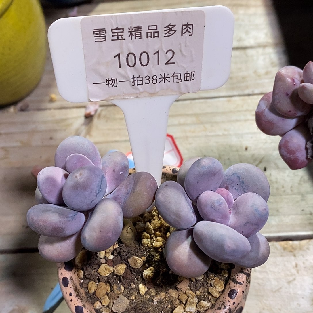 10012璐璐吞my吐了姐姐