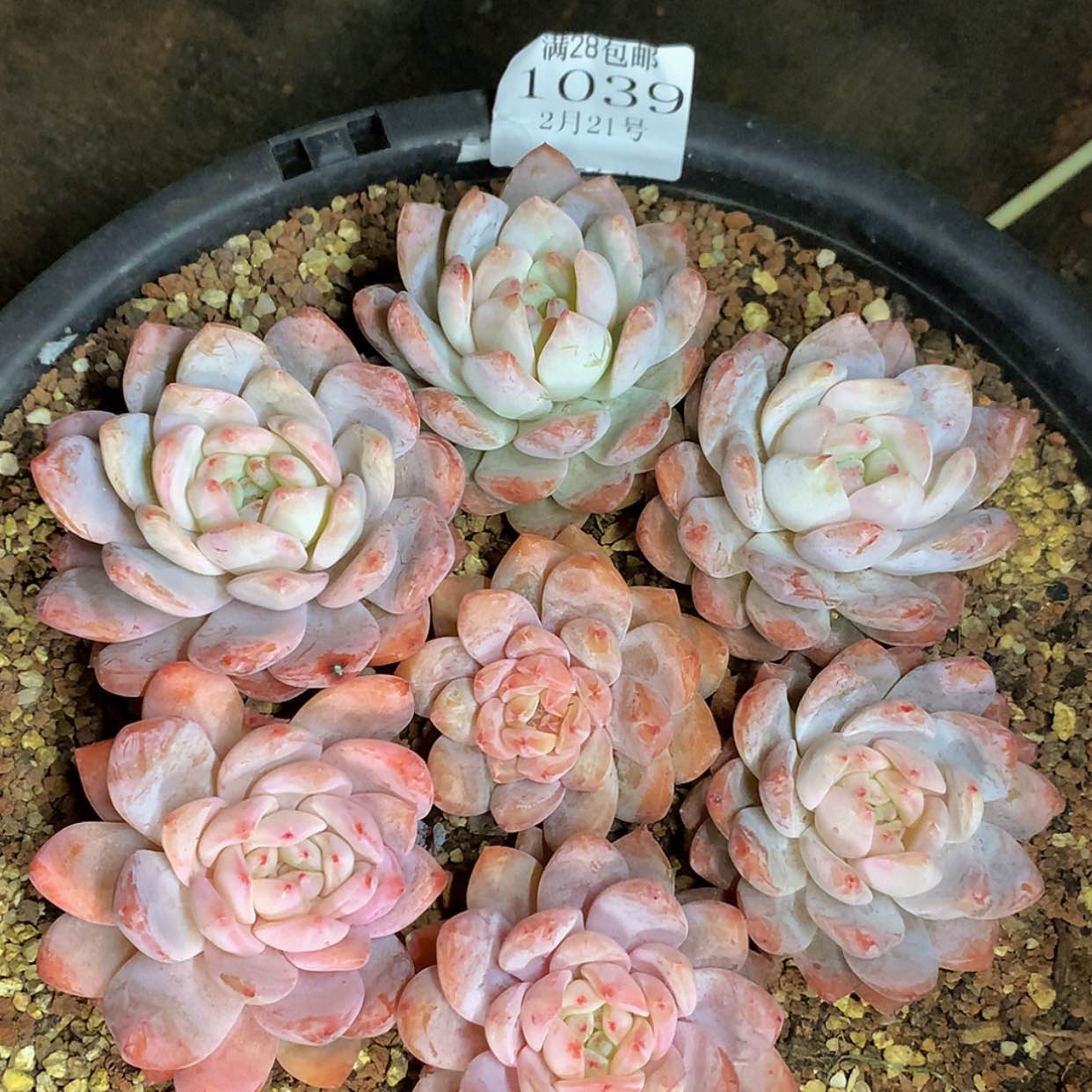 【闪购商品】云1039