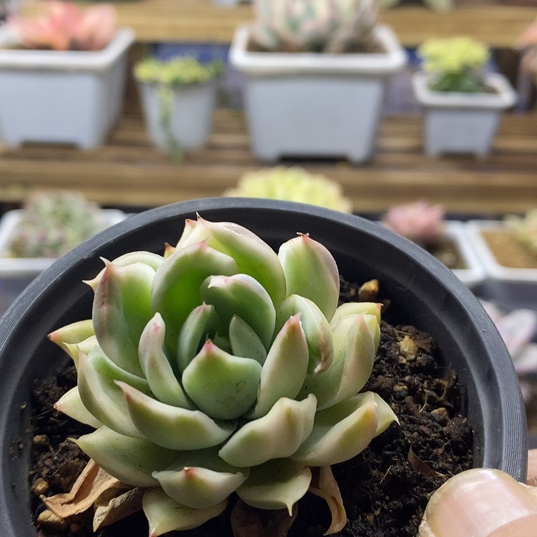 19184 水晶恋人锦