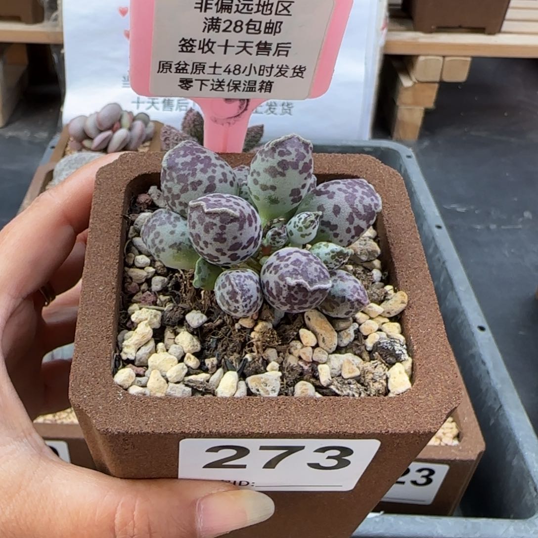 宥**满273达摩海豹多肉植物