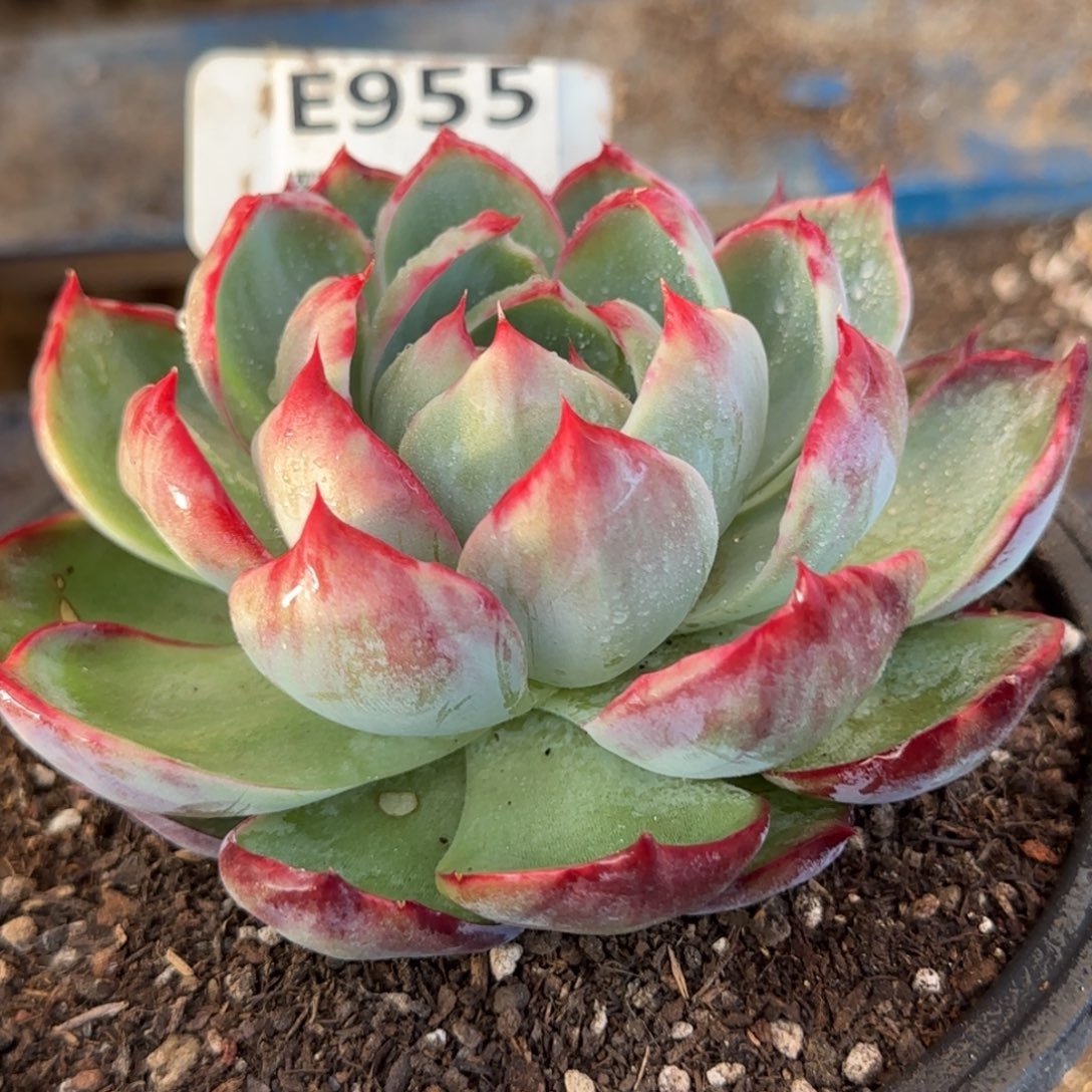 花脸包子惊鸿一物一拍包装收缩花旱955