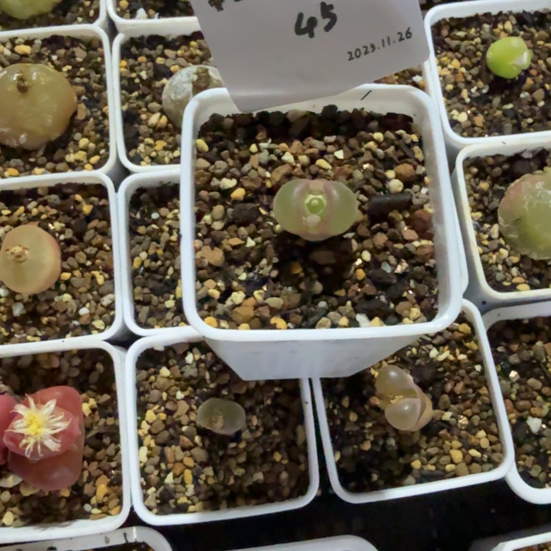 九***敏多肉多肉多肉11.26-045 风铃5.6km