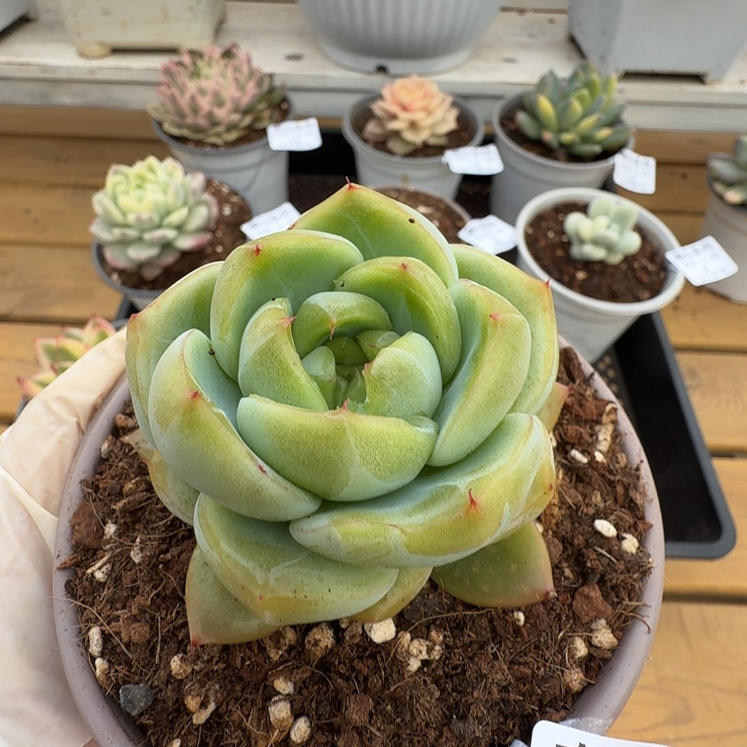 翡翠珍妮1111228-8