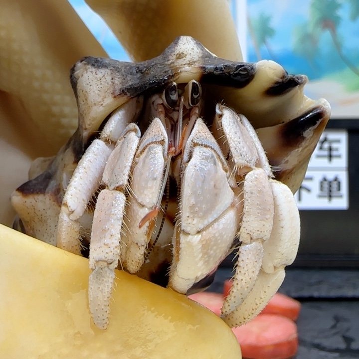 A29浅灰色 灰白1.9cm口径