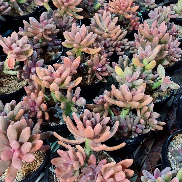 糖果美人精品多肉盆栽植物体验价