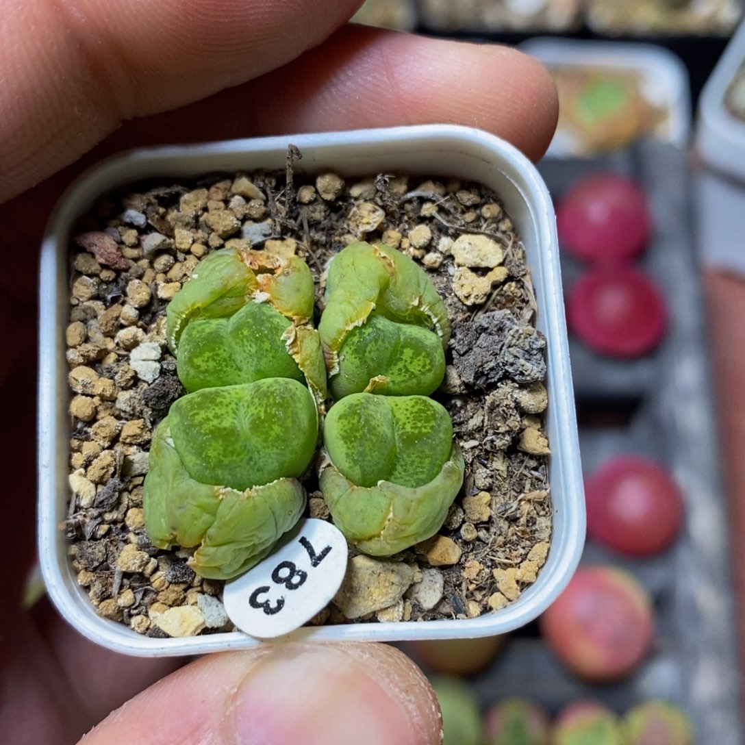 四头杂多肉植物783