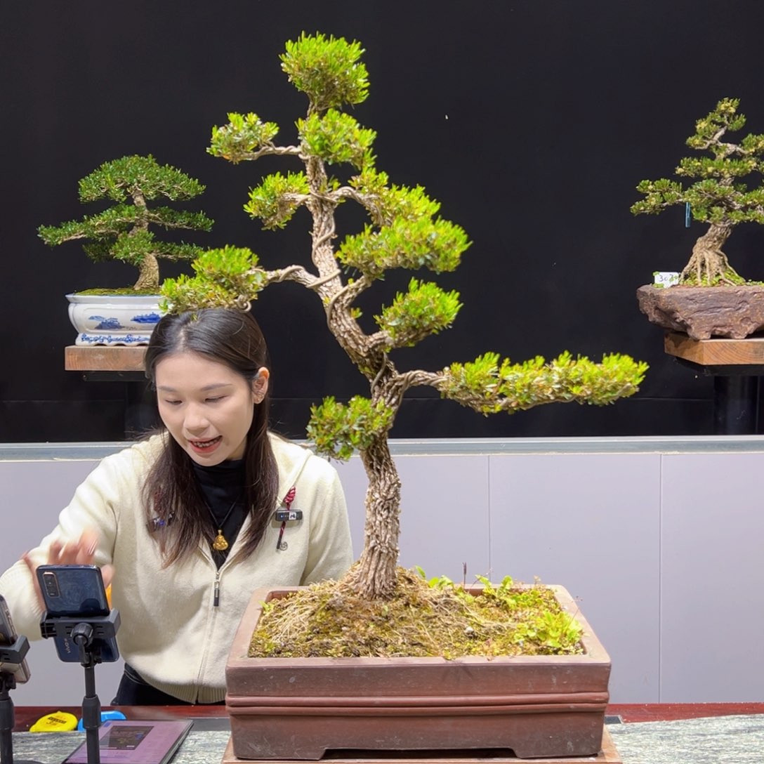 黄杨盆景老桩四季长青