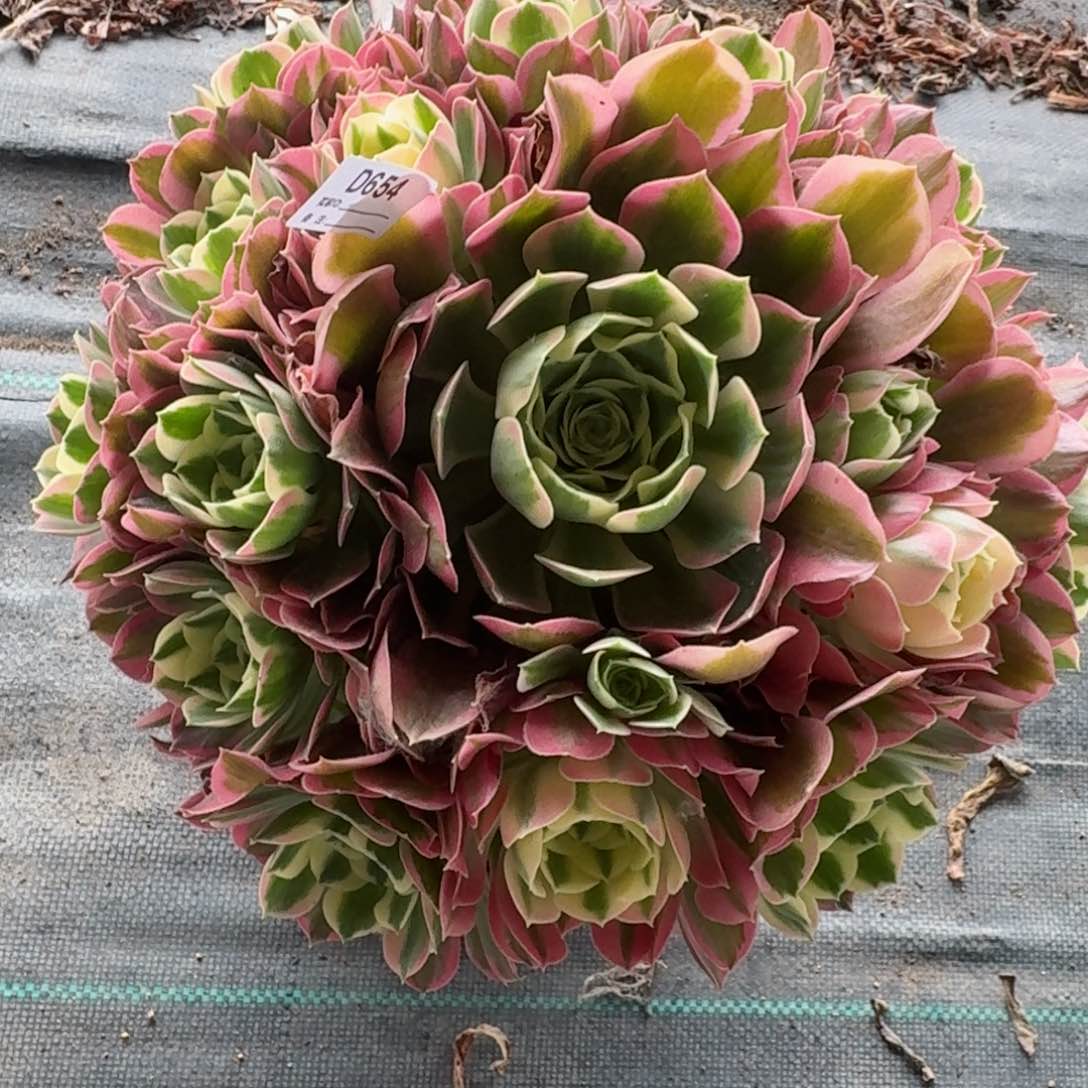 654白凤多肉植物