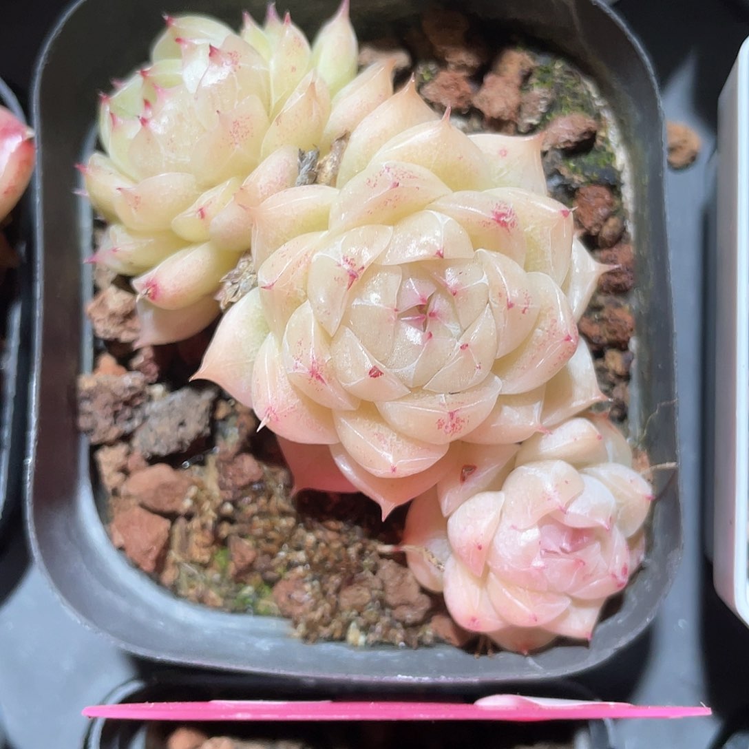 优选5号女王9413