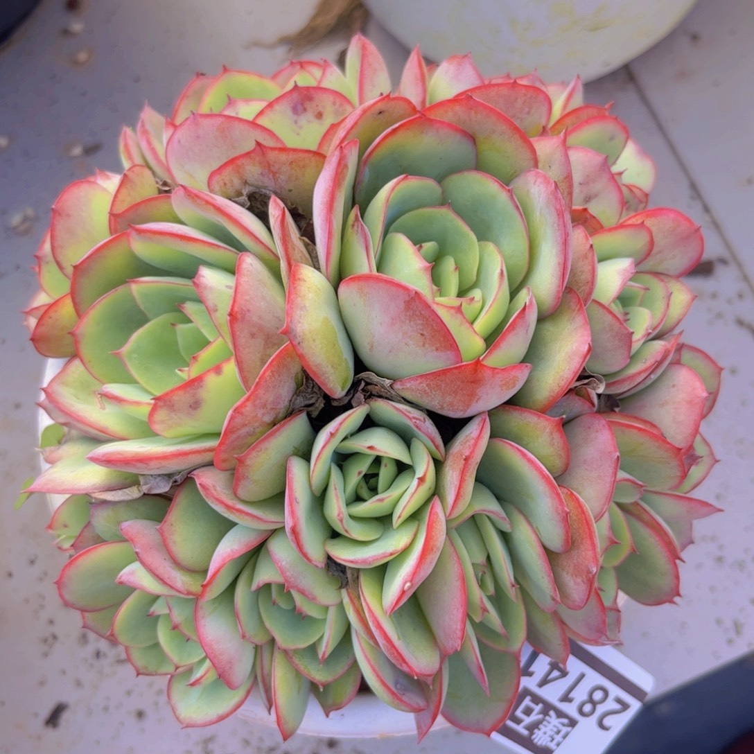 牡丹亭朵朵缀28141多肉植物