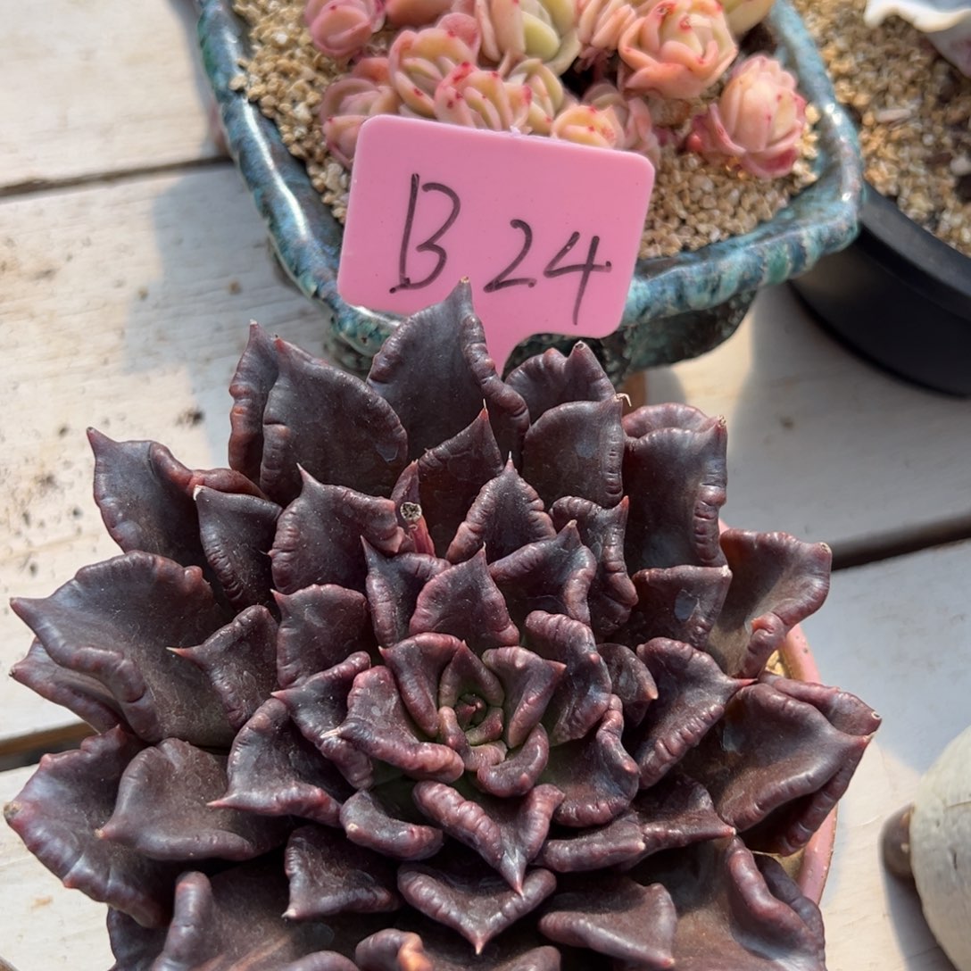 多肉植物一物一拍