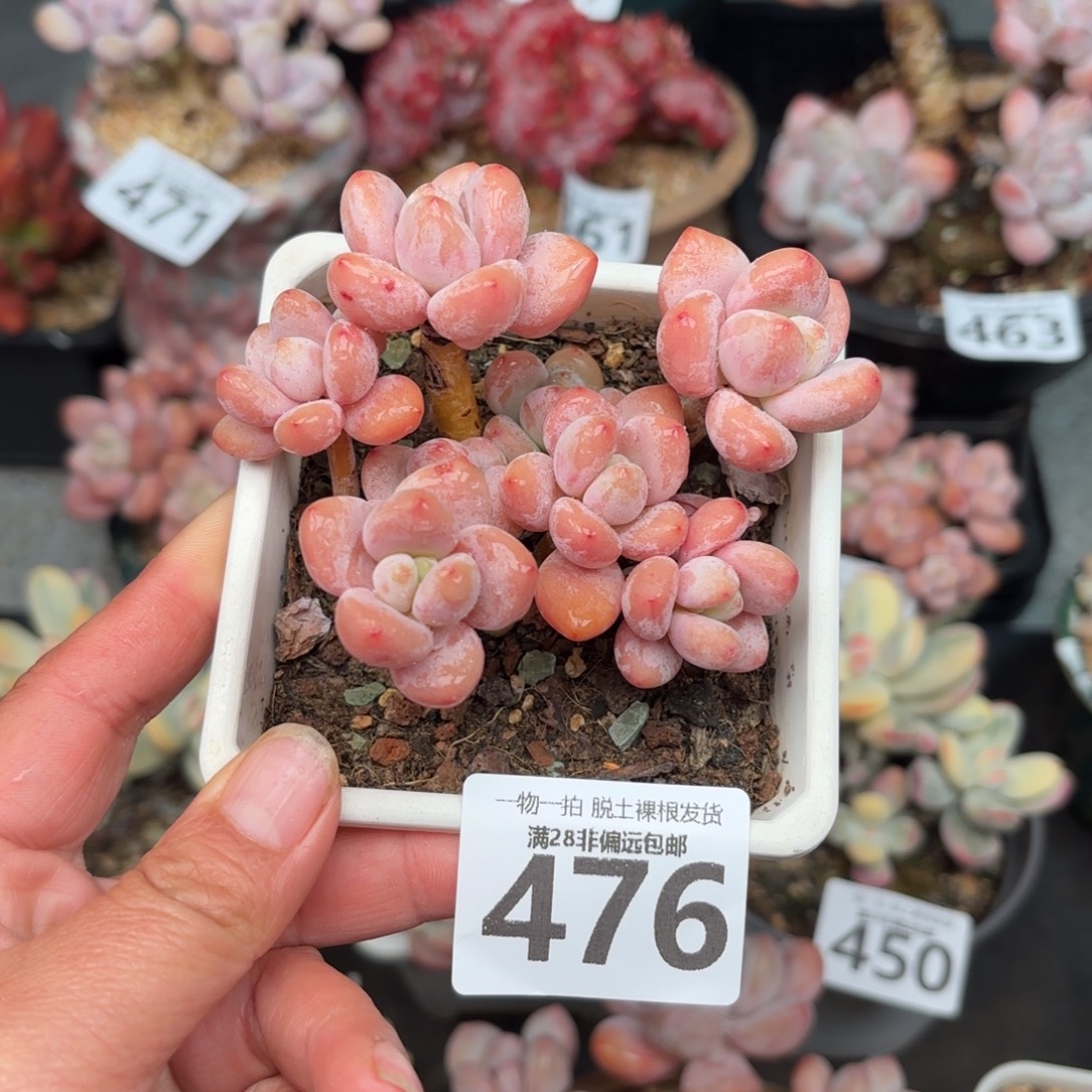 樱花洛神无盆土发货