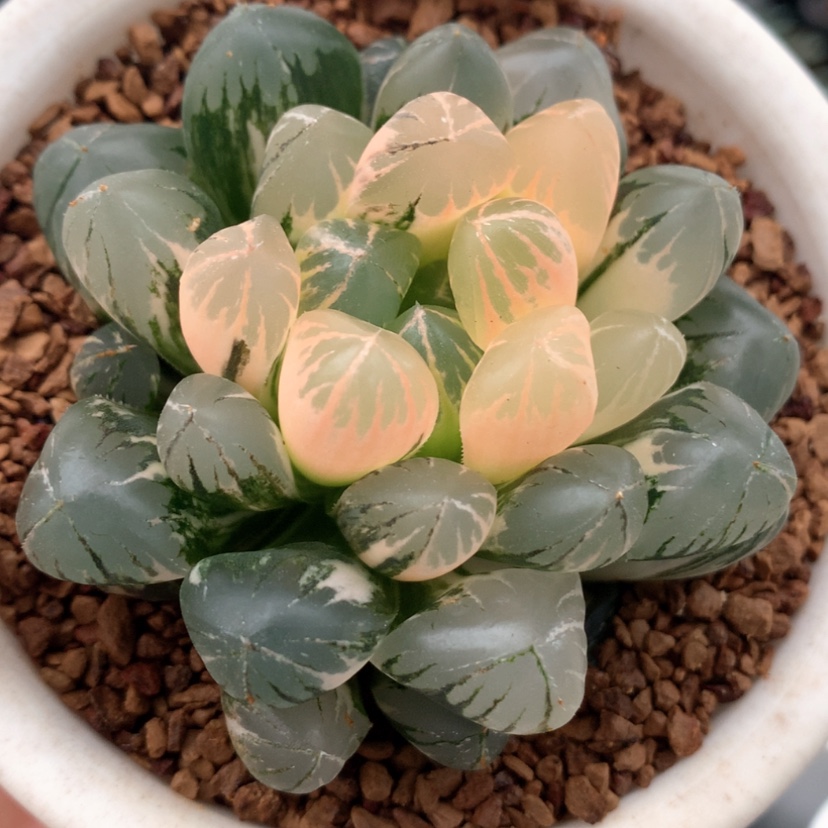 【闪购商品】5.3实生玉露