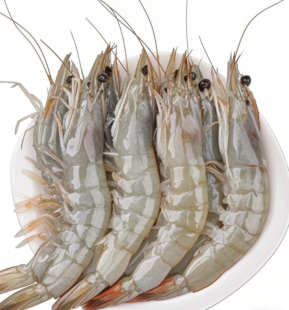 5斤海水大虾13-16厘米/只，12-15只/斤，活虾速冻锁鲜