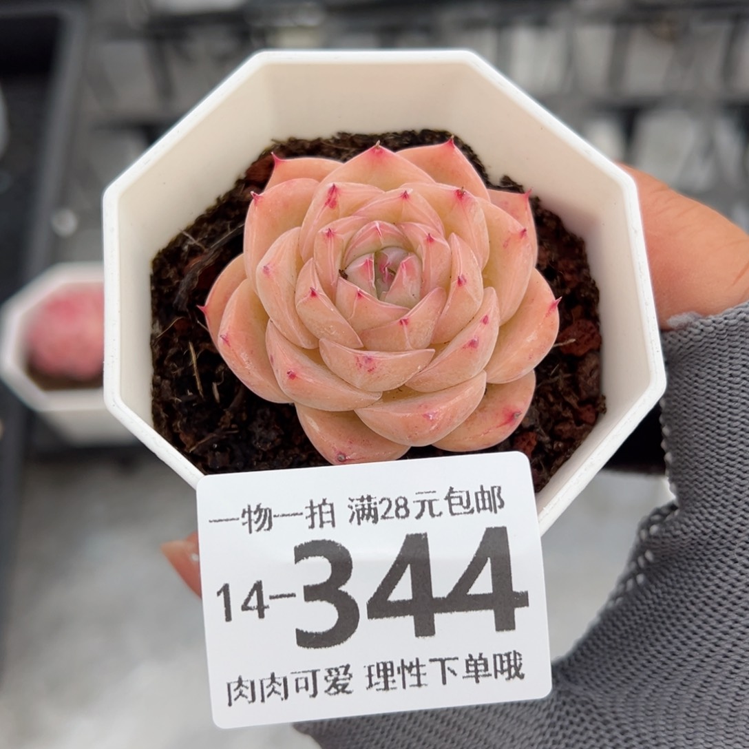 孤星多肉多肉多肉多肉