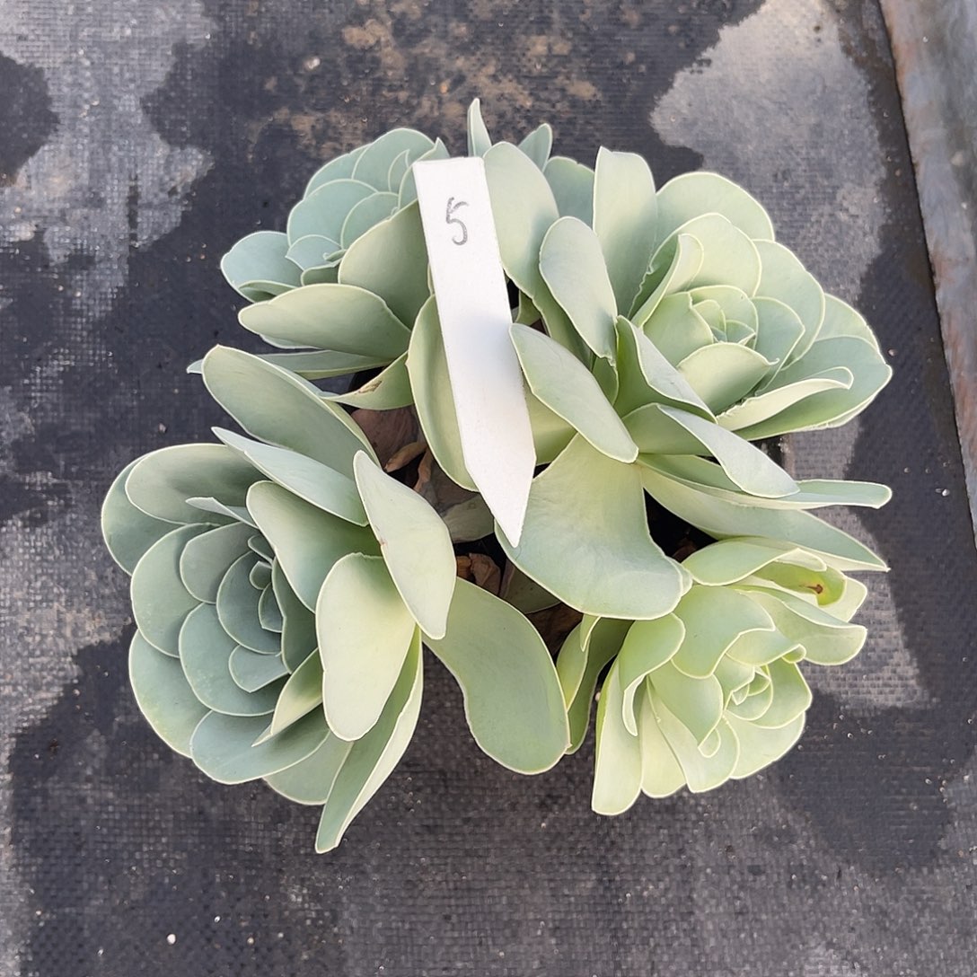 山地玫瑰一物一拍脱土发5号，不包断侧芽