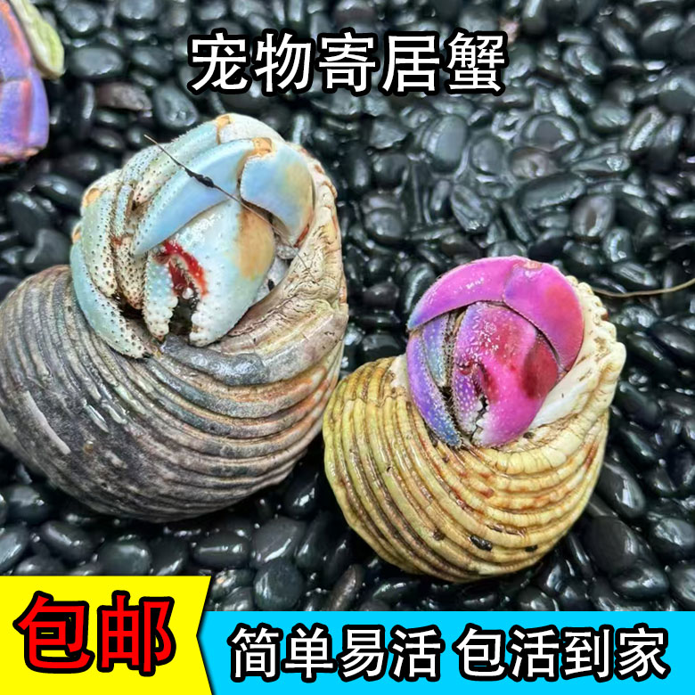 寄居蟹宠物蟹直播选挑1号链接可挑选可爱小萌宠蟹蟹观赏蟹类包活