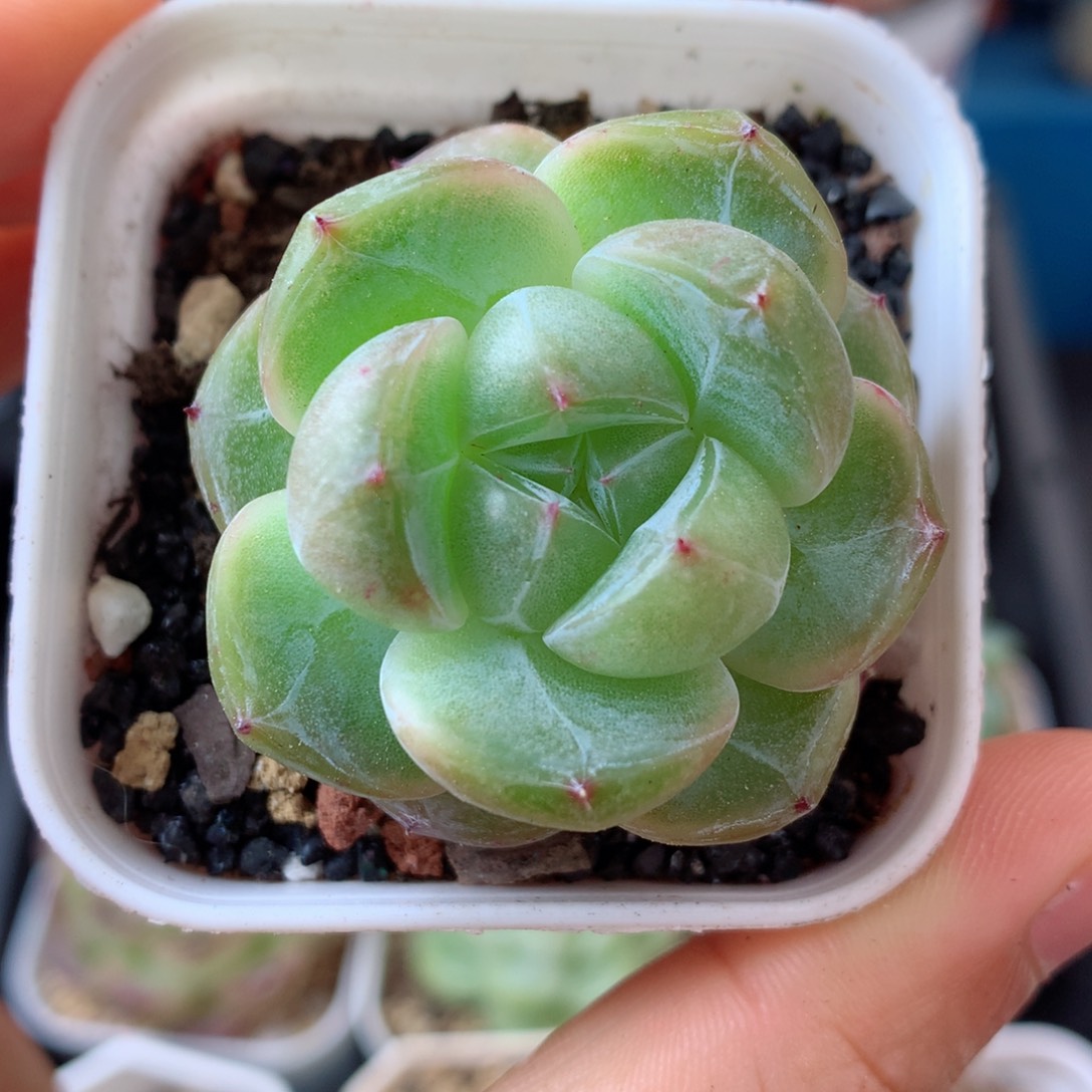 15珍妮58包邮  群生不包整