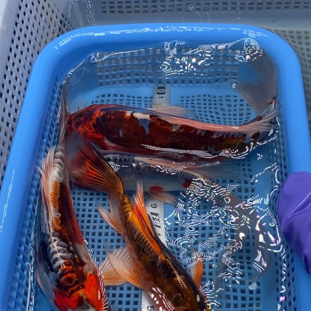 锦鲤冷水锦鲤包邮