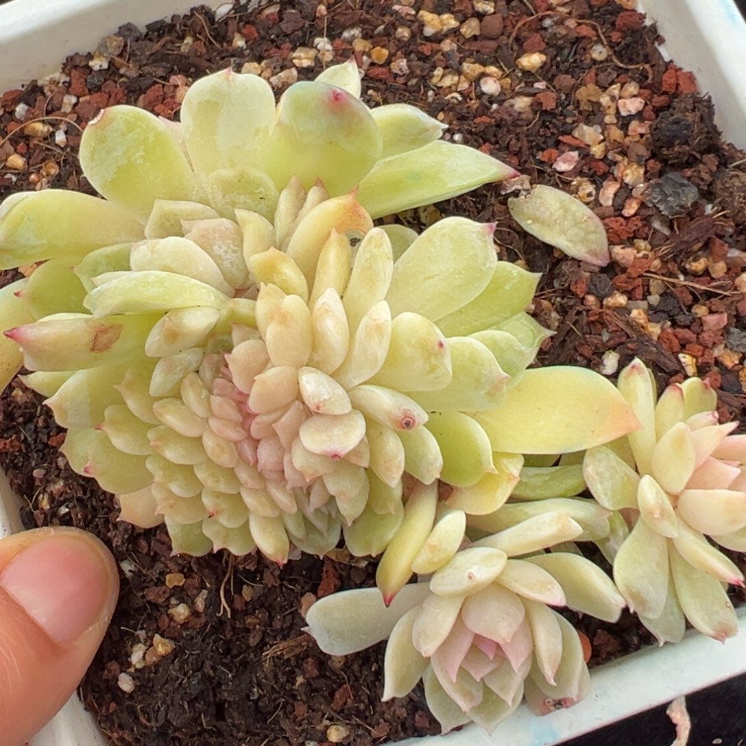 新年快乐 新年快乐