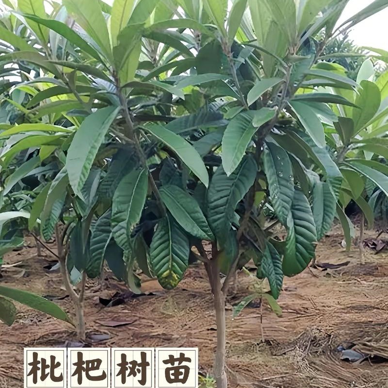 【抖音直播专享】枇杷树苗红肉无核砂糖枇杷树苗 一物一拍