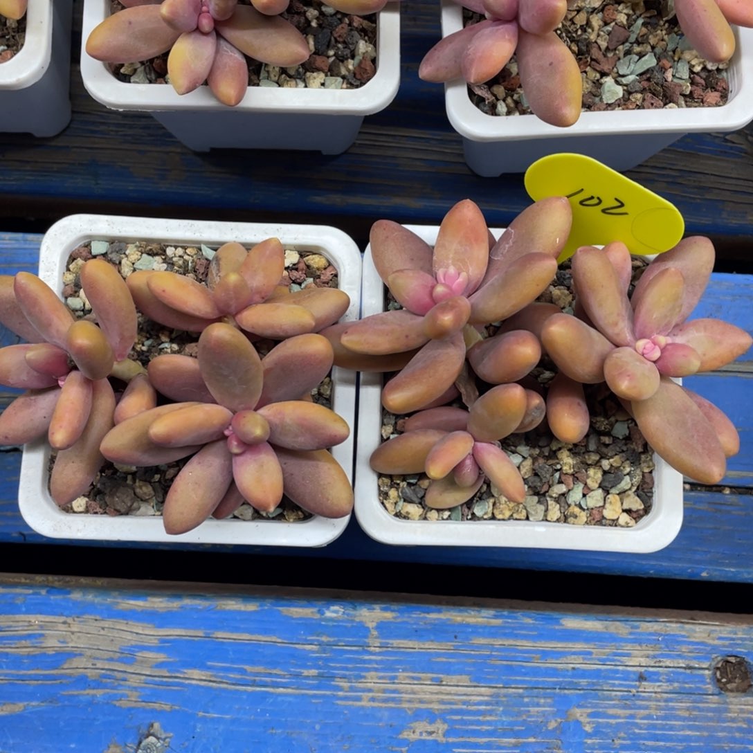 糖果美人两个一组102