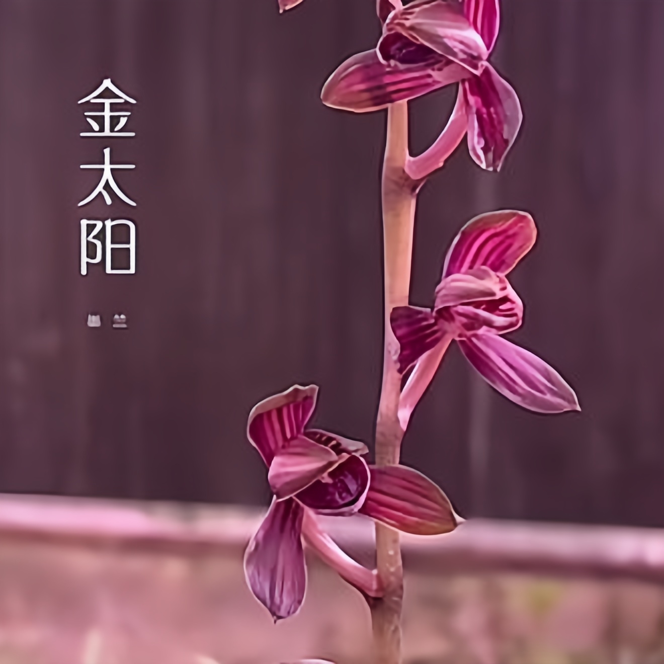 【金线荷】春榜艺草红花 高出架 11月-2月份花期 山区自然苗易养