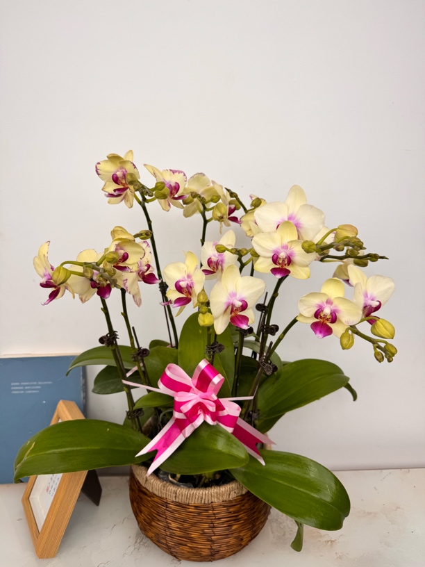 高端蝴蝶兰【绿闪电】带花带花苞昆明基地直发