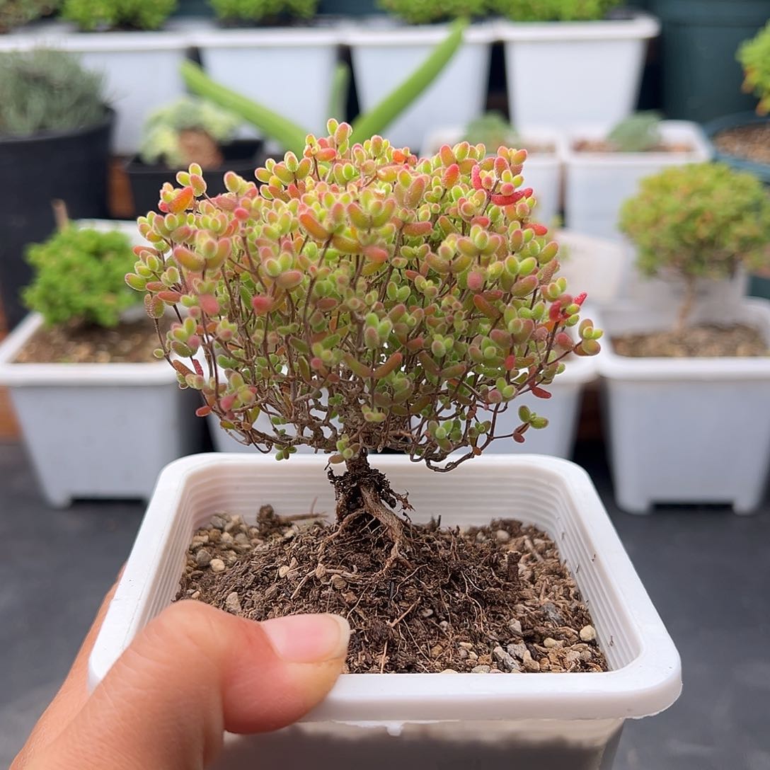 728号密橘糖球12.23多肉