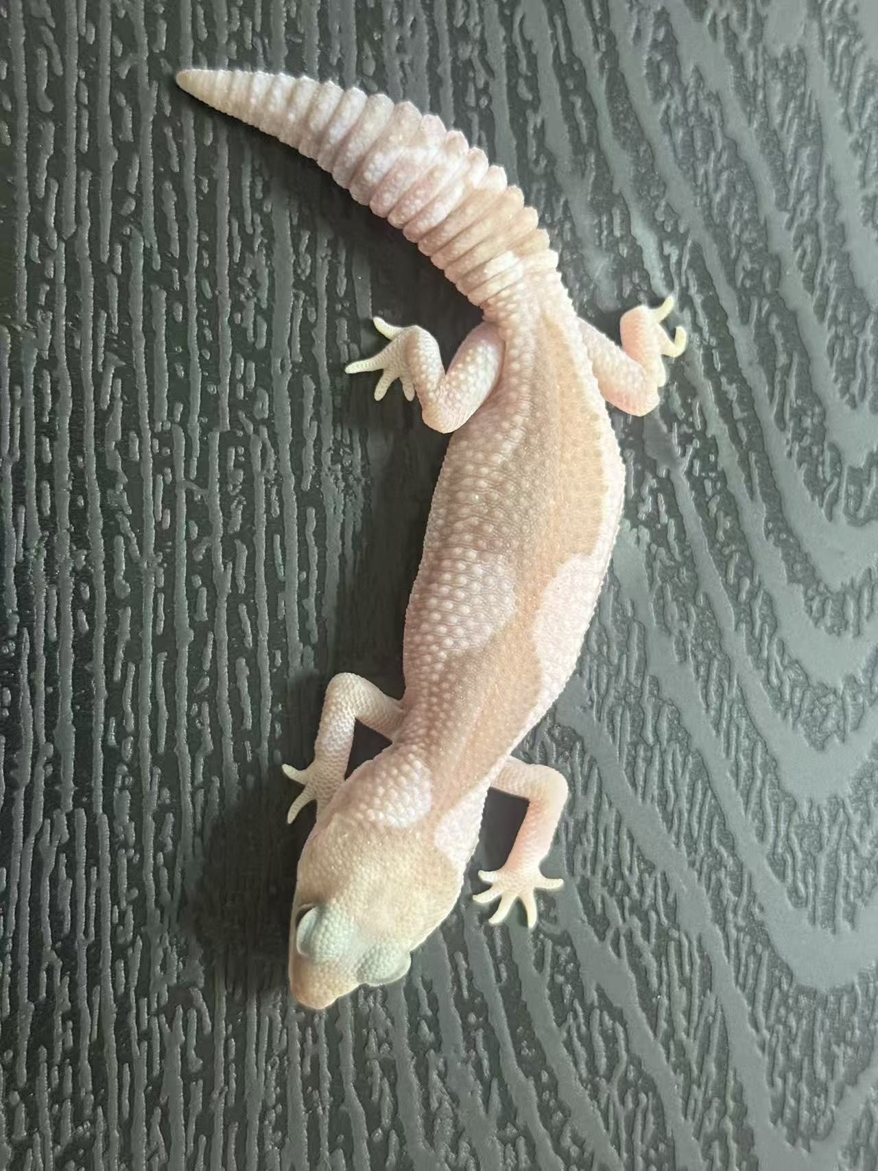 豹纹守宫蜥蜴活物新手入门易养温柔可爱可上手宠物