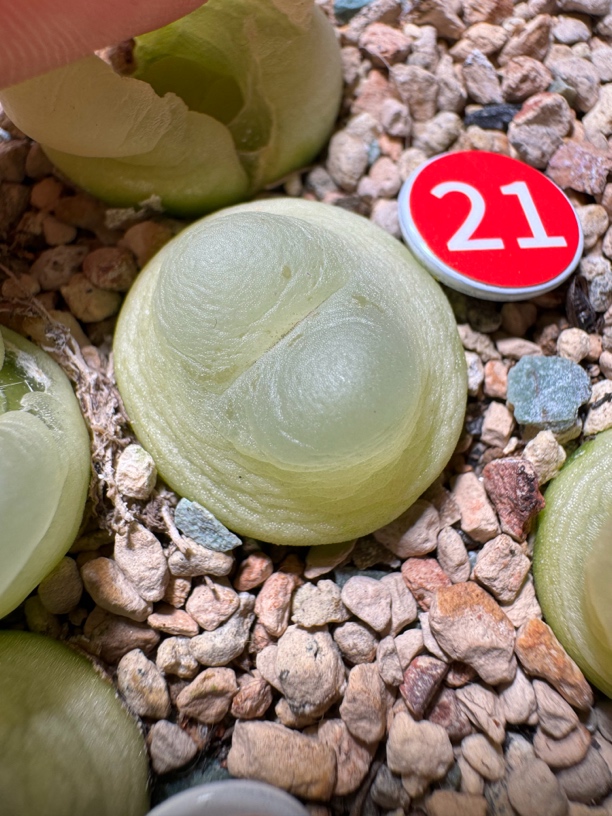 多肉植物肉锥拉登