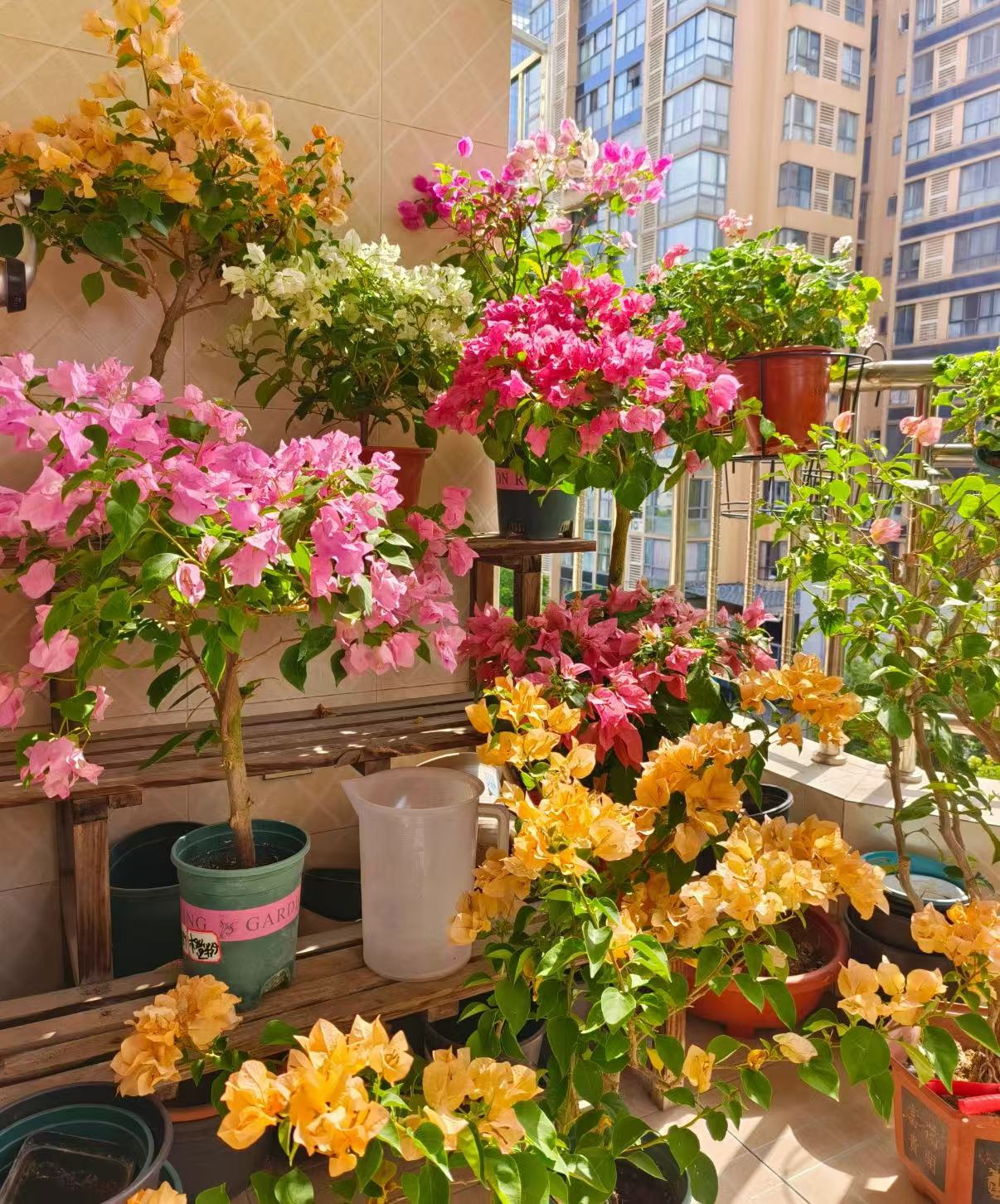 【觅花集】（19）高品质三角梅一物一拍掉花落叶属于正常现象介意勿拍