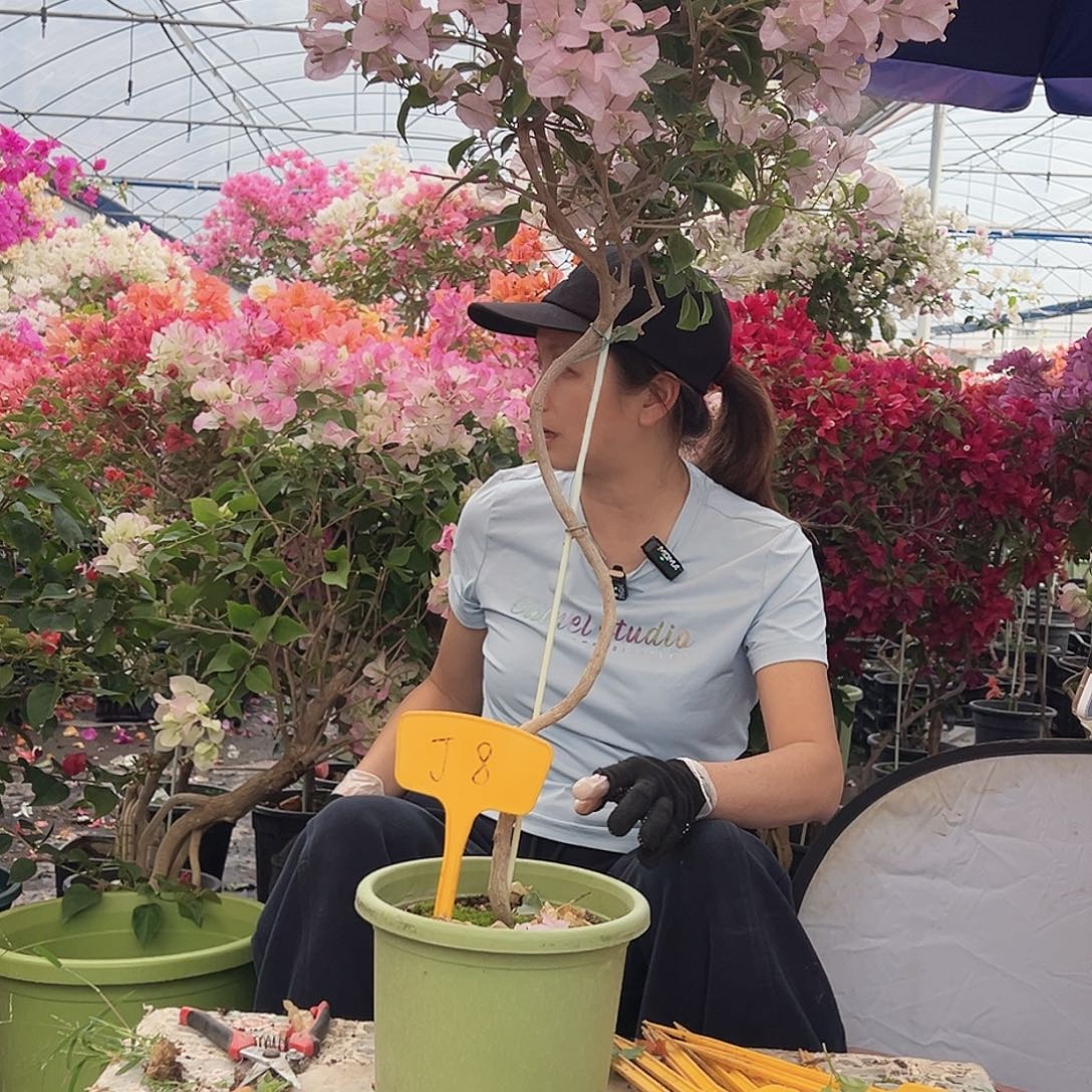 满***陈大部分花苞少量开放J8苹果花